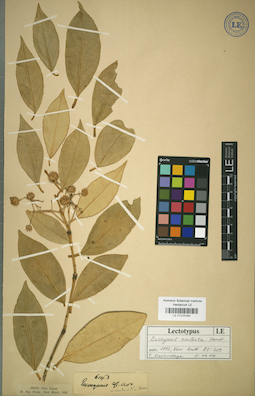 LE 01025384