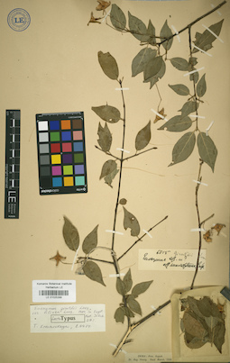 LE 01025399