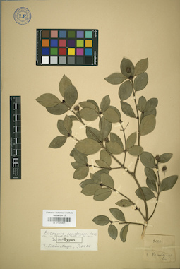 LE 01025401