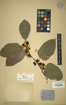 LE 01025441