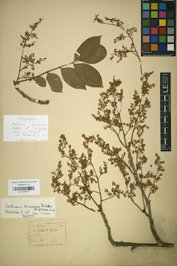 LE 01025477