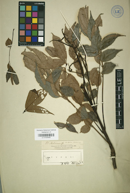 LE 01025482