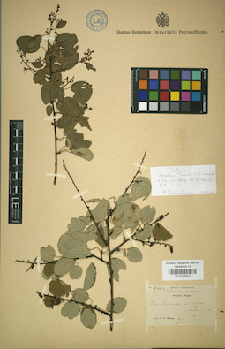 LE 01025515