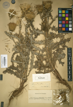 LE 01025703