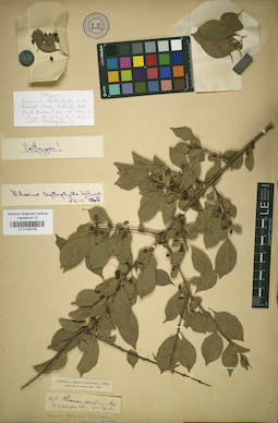 LE 01025709