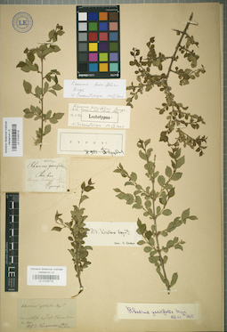 LE 01025718