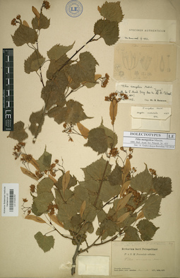 LE 01025767
