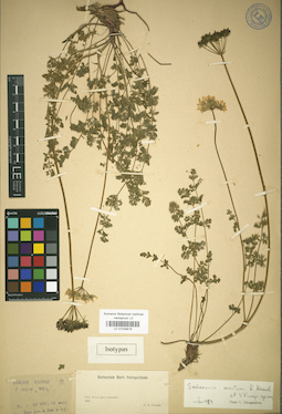 LE 01029816