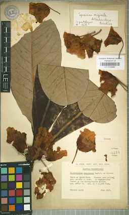 LE 01029882