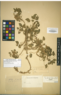 LE 01031021