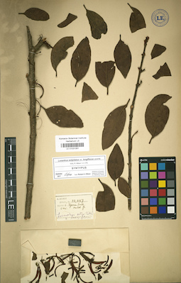 LE 01031061