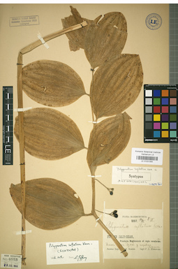 LE 01031063