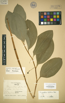 LE 01031064