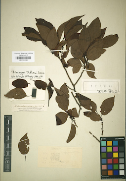 LE 01031086