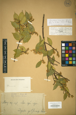 LE 01031098
