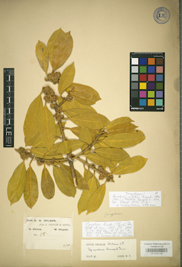LE 01031106