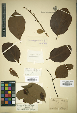 LE 01031144