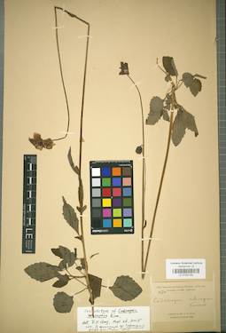 LE 01031150