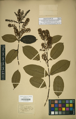 LE 01031182