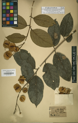 LE 01031184