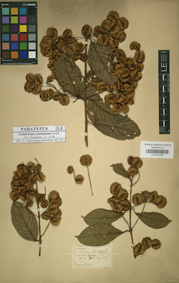 LE 01031185