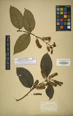 LE 01031186