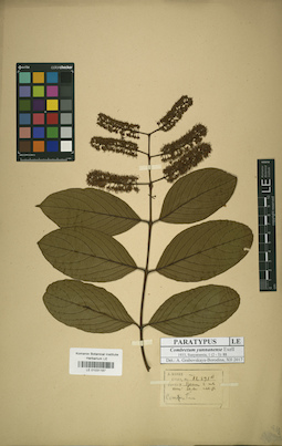 LE 01031187