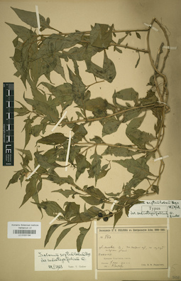 LE 01031194