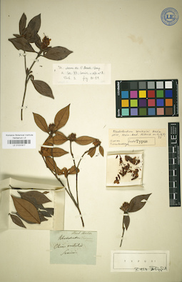 LE 01031817