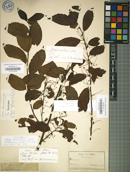 LE 01031897