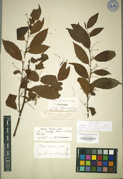 LE 01031899