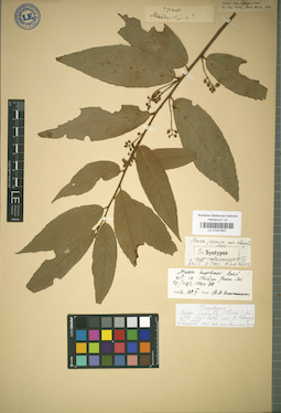 LE 01031902
