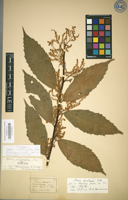 LE 01031903