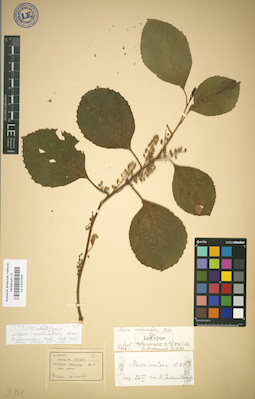 LE 01031904