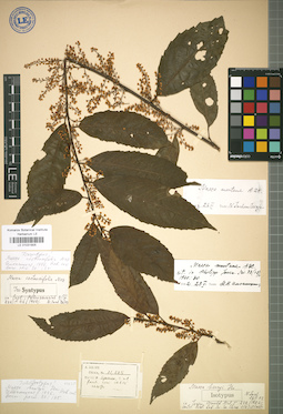 LE 01031905