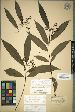 LE 01031906