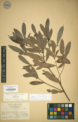 LE 01031908