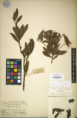 LE 01031909
