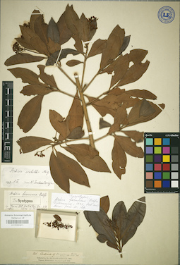 LE 01031911