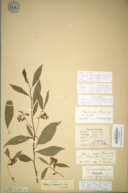 LE 01031925