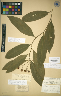 LE 01031929