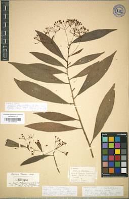 LE 01031931