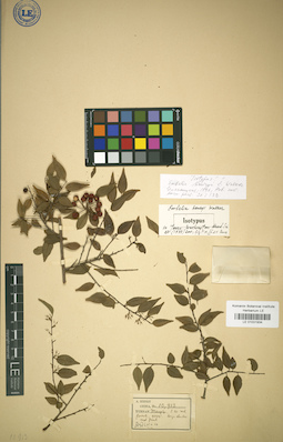 LE 01031934
