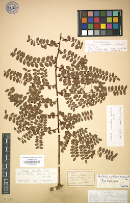 LE 01031935