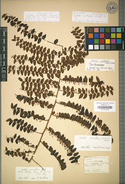 LE 01031936