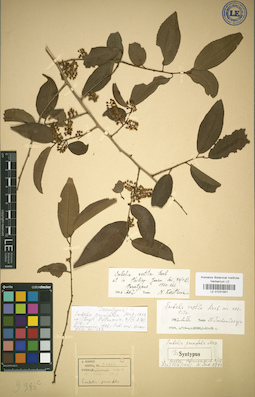 LE 01031941