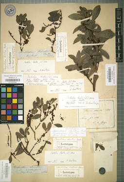 LE 01031944