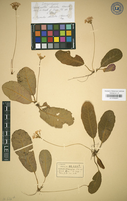 LE 01032051