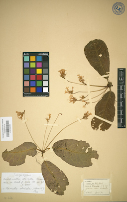 LE 01032052