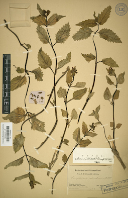 LE 01034604